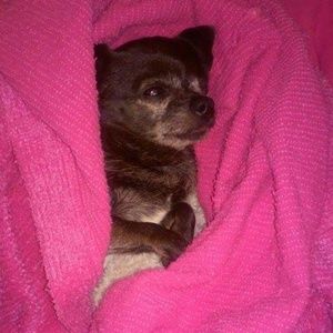 Meet your Posher, Francesca